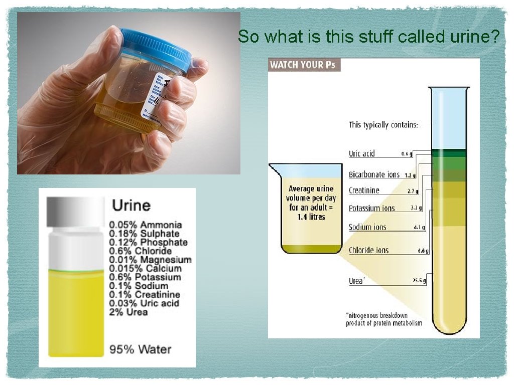 So what is this stuff called urine? 
