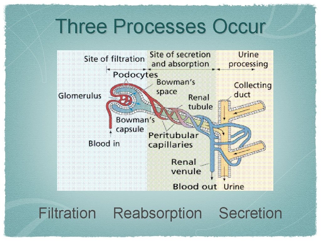 Three Processes Occur Filtration Reabsorption Secretion 
