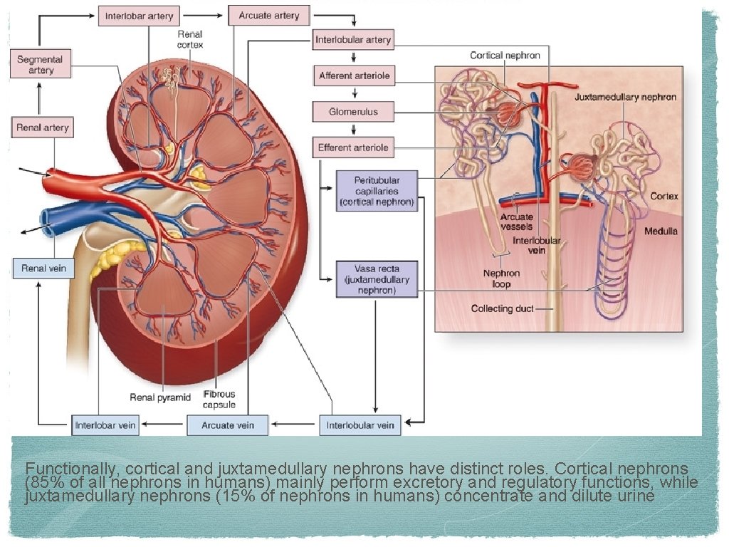 Functionally, cortical and juxtamedullary nephrons have distinct roles. Cortical nephrons (85% of all nephrons