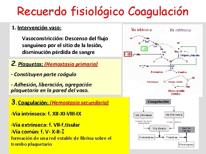Recuerdo fisiológico Coagulación 1. Intervención vaso: Vasoconstricción: Descenso del flujo sanguíneo por el sitio