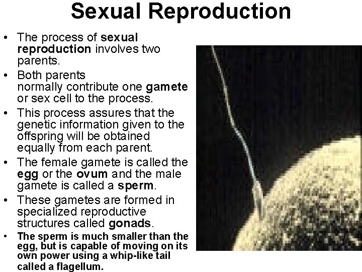 Sexual Reproduction • The process of sexual reproduction involves two parents. • Both parents