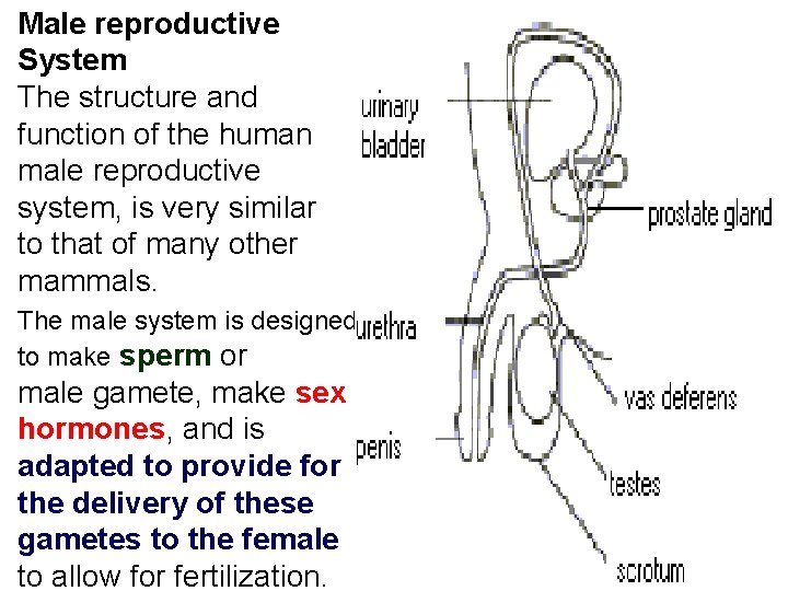 Male reproductive System The structure and function of the human male reproductive system, is