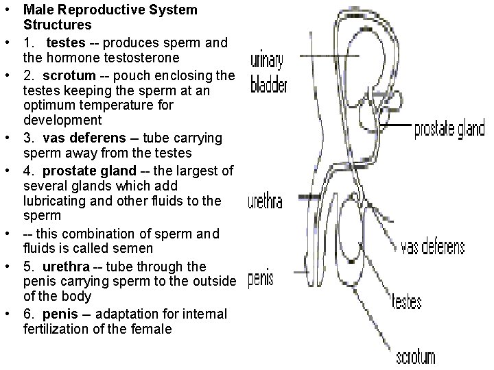  • Male Reproductive System Structures • 1. testes -- produces sperm and the