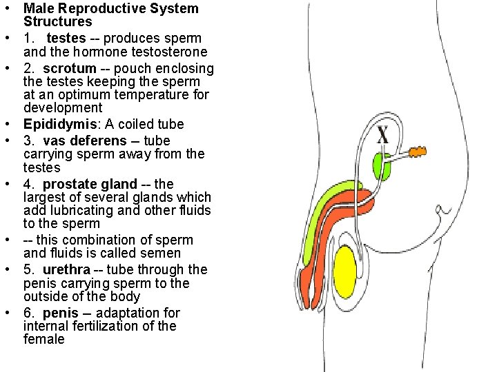  • Male Reproductive System Structures • 1. testes -- produces sperm and the