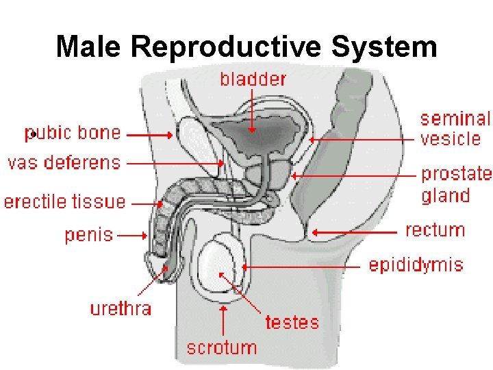 Male Reproductive System • • 