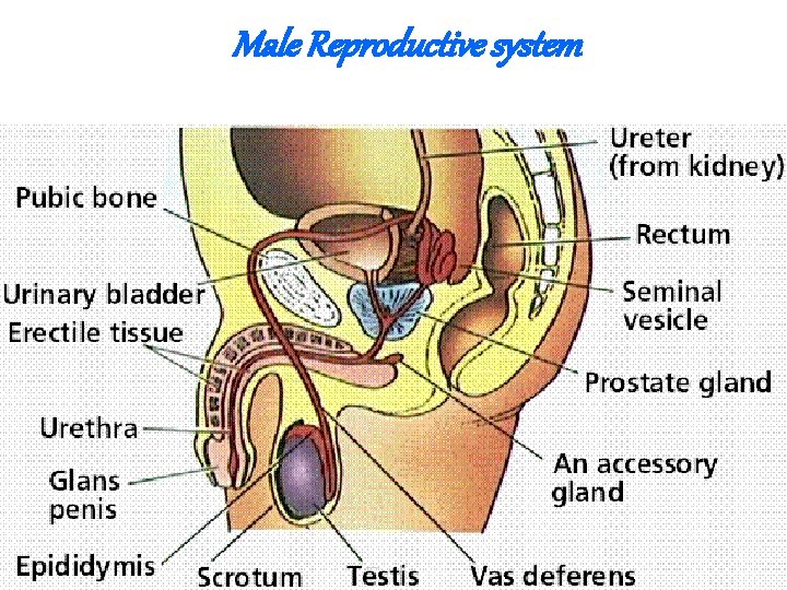 Male Reproductive system 