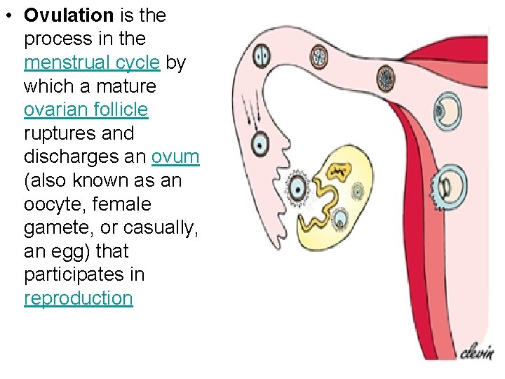  • Ovulation is the process in the menstrual cycle by which a mature