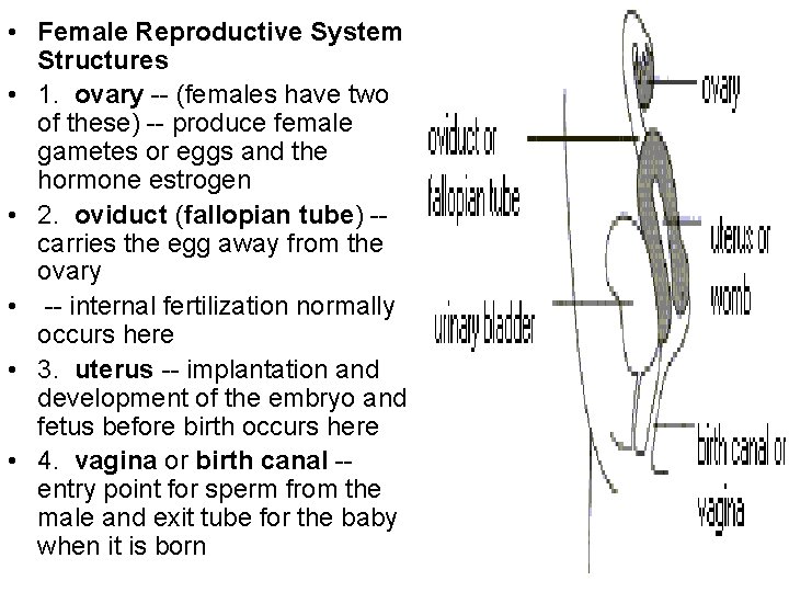  • Female Reproductive System Structures • 1. ovary -- (females have two of