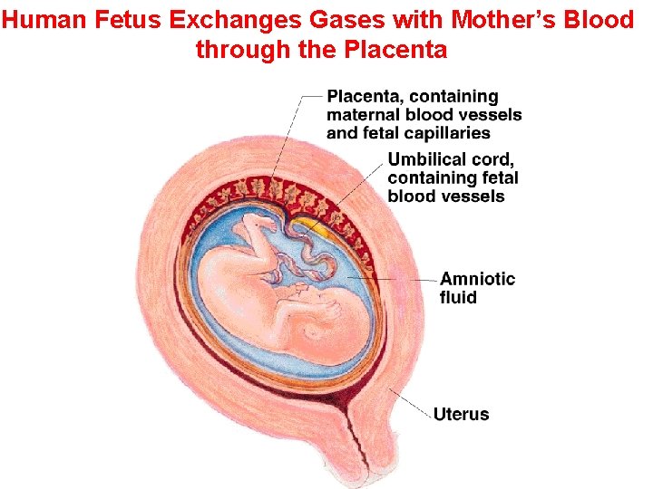 Human Fetus Exchanges Gases with Mother’s Blood through the Placenta 