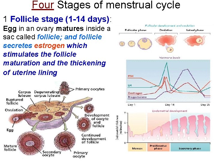 Four Stages of menstrual cycle 1 Follicle stage (1 -14 days): Egg in an