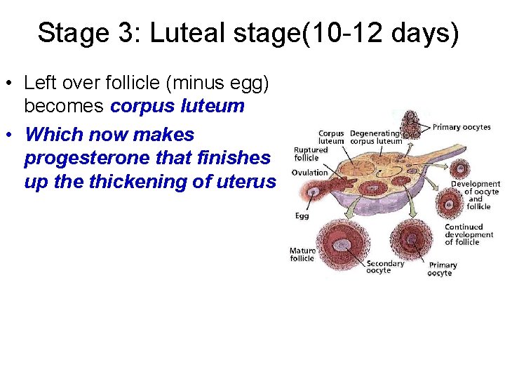 Stage 3: Luteal stage(10 -12 days) • Left over follicle (minus egg) becomes corpus