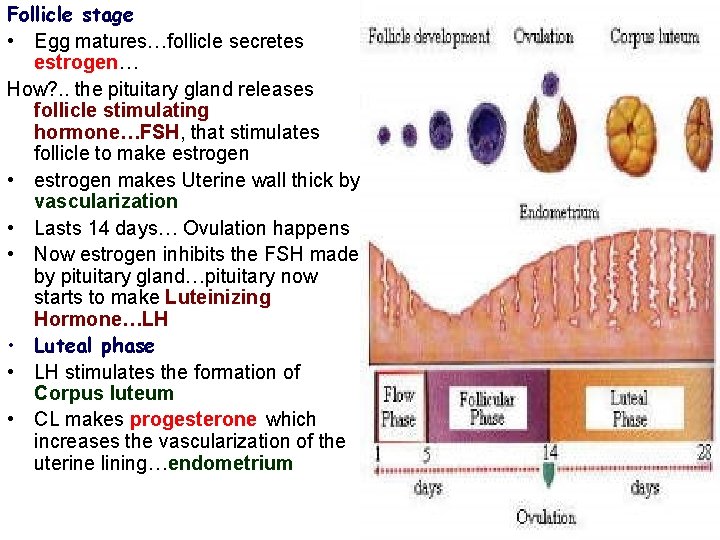 Follicle stage • Egg matures…follicle secretes estrogen… How? . . the pituitary gland releases