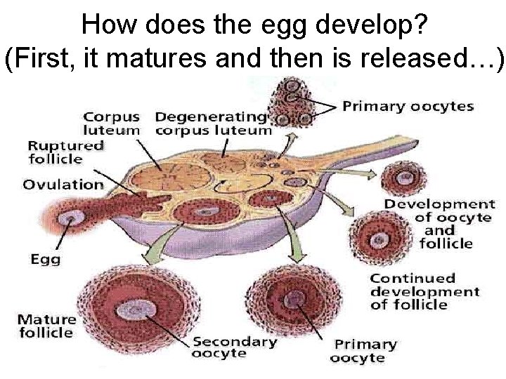 How does the egg develop? (First, it matures and then is released…) 