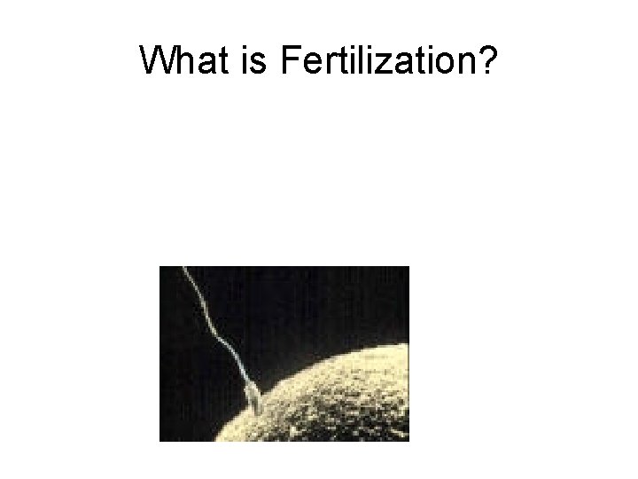 What is Fertilization? 