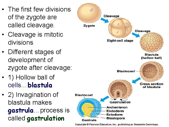  • The first few divisions of the zygote are called cleavage. • Cleavage