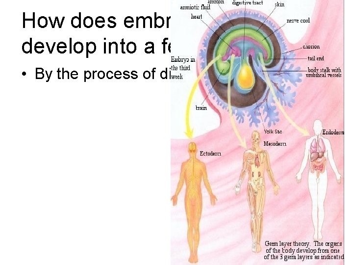 How does embryo (gastrula) develop into a fetus? • By the process of differentiation.