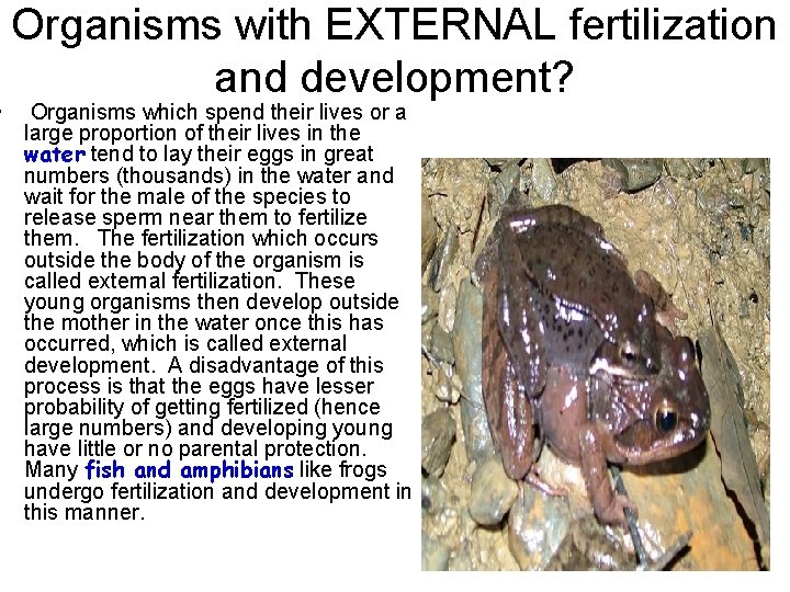 Organisms with EXTERNAL fertilization and development? • Organisms which spend their lives or a