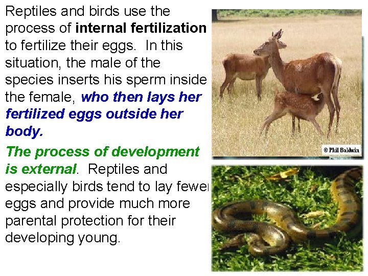 Reptiles and birds use the process of internal fertilization to fertilize their eggs. In