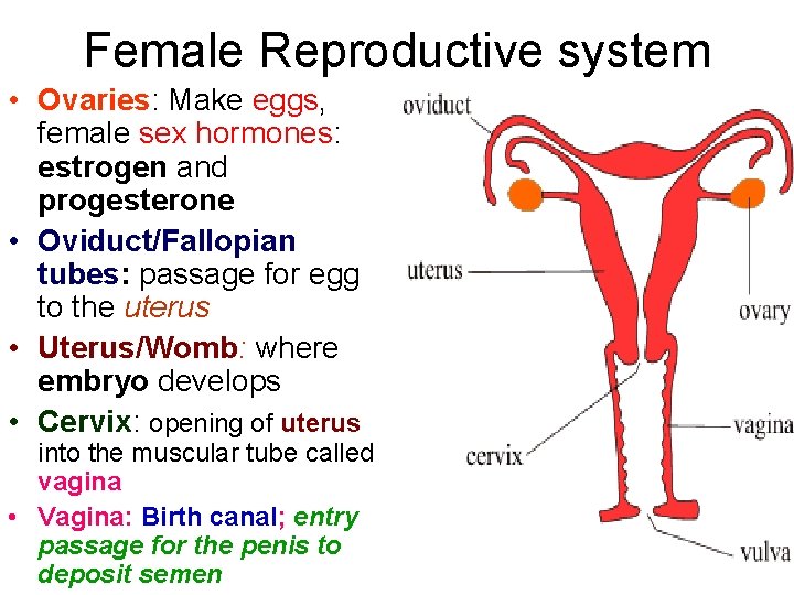 Female Reproductive system • Ovaries: Make eggs, female sex hormones: estrogen and progesterone •