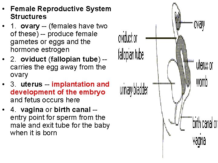  • Female Reproductive System Structures • 1. ovary -- (females have two of
