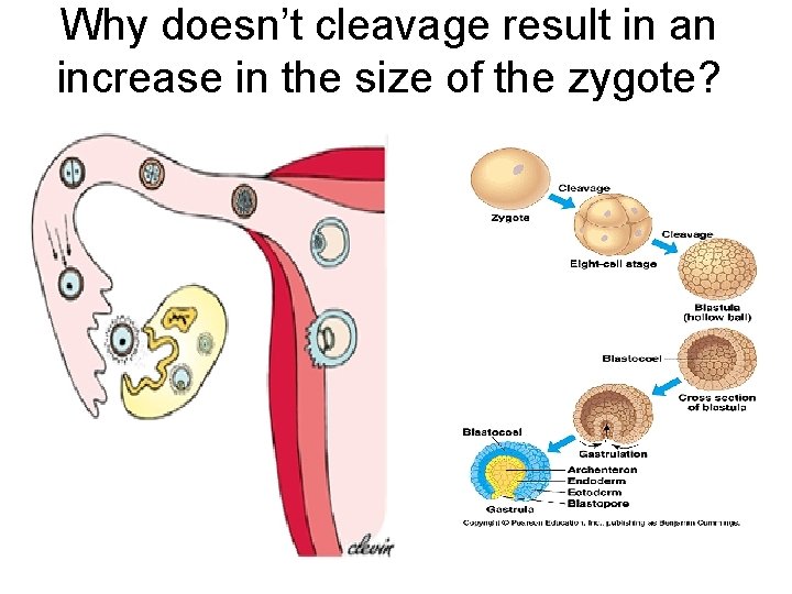 Why doesn’t cleavage result in an increase in the size of the zygote? 