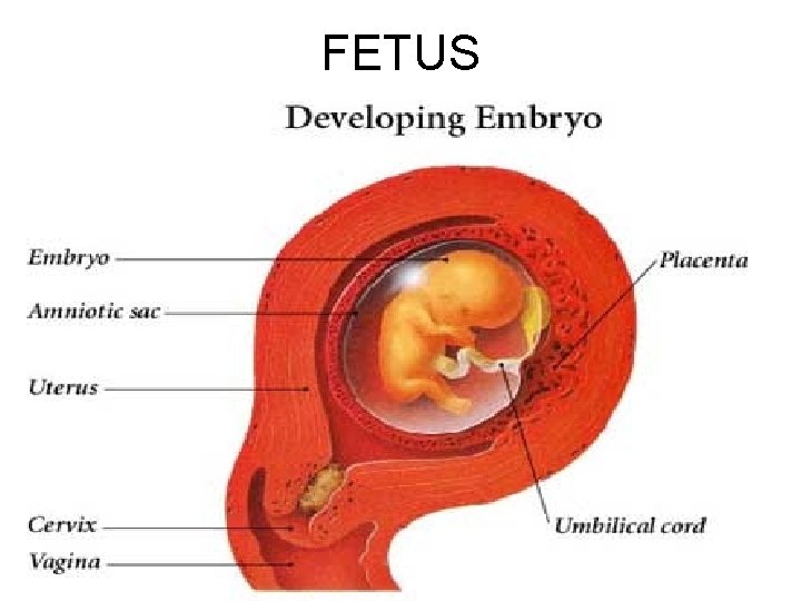 FETUS 