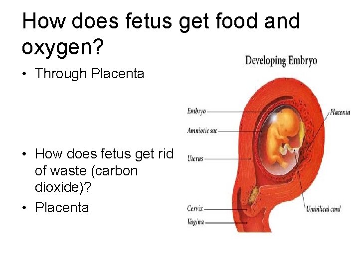 How does fetus get food and oxygen? • Through Placenta • How does fetus