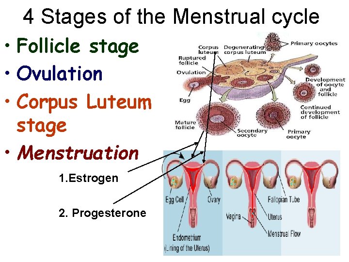 4 Stages of the Menstrual cycle • Follicle stage • Ovulation • Corpus Luteum
