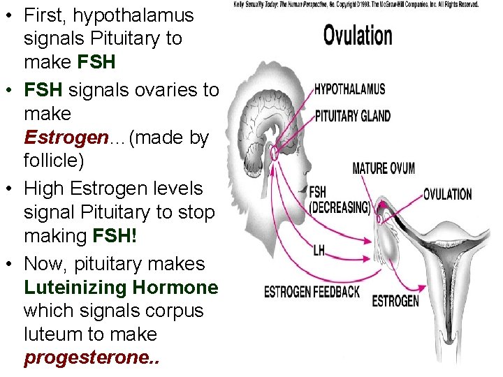  • First, hypothalamus signals Pituitary to make FSH • FSH signals ovaries to