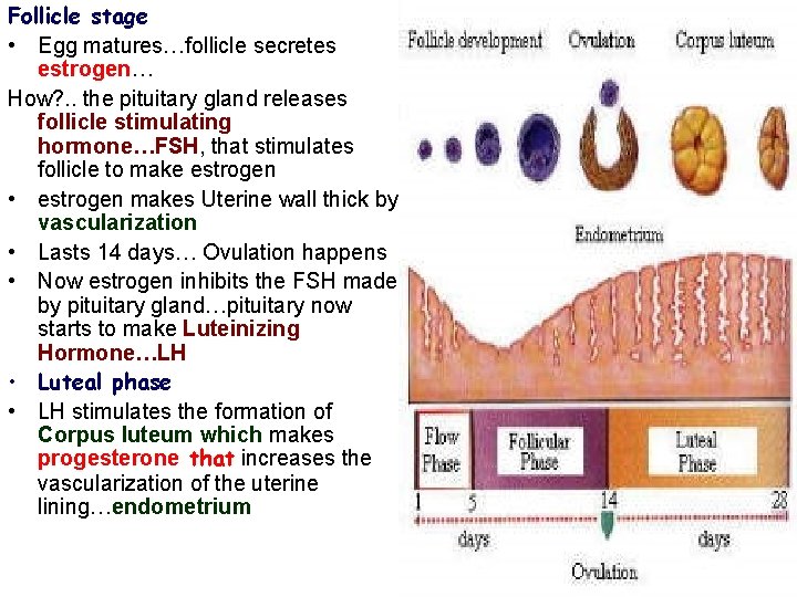 Follicle stage • Egg matures…follicle secretes estrogen… How? . . the pituitary gland releases