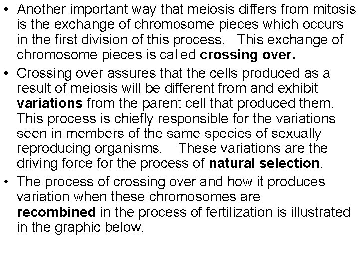  • Another important way that meiosis differs from mitosis is the exchange of