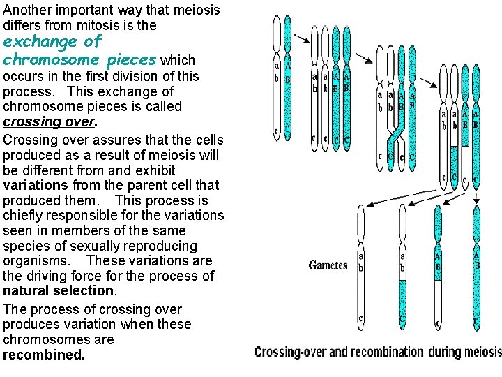 Another important way that meiosis differs from mitosis is the exchange of chromosome pieces