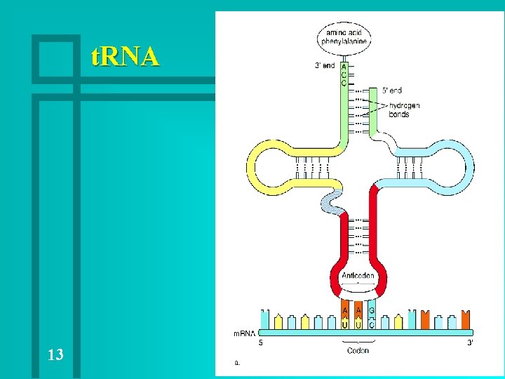 t. RNA 13 t. RNA 13