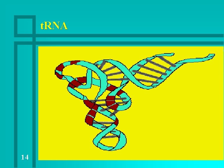 t. RNA 14 t. RNA 14