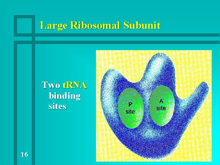 Large Ribosomal Subunit Two t. RNA binding sites 16 Large Ribosomal Subunit Two t. RNA binding sites 16