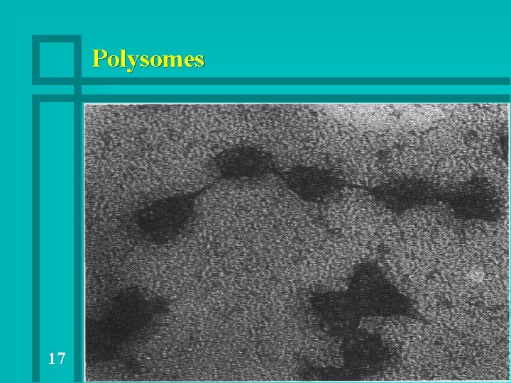 Polysomes 17 Polysomes 17