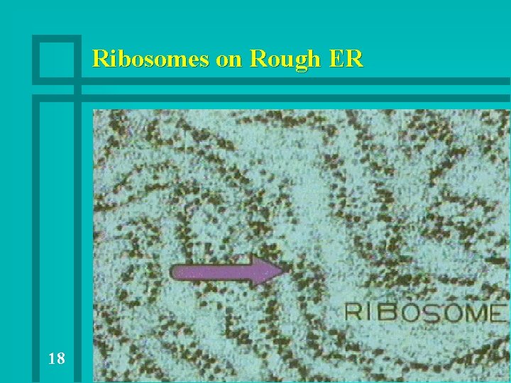 Ribosomes on Rough ER 18 Ribosomes on Rough ER 18