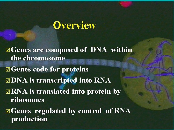 Overview þGenes are composed of DNA within the chromosome þGenes code for proteins þDNA Overview þGenes are composed of DNA within the chromosome þGenes code for proteins þDNA