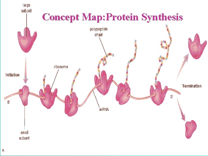 Concept Map: Protein Synthesis 21 Concept Map: Protein Synthesis 21