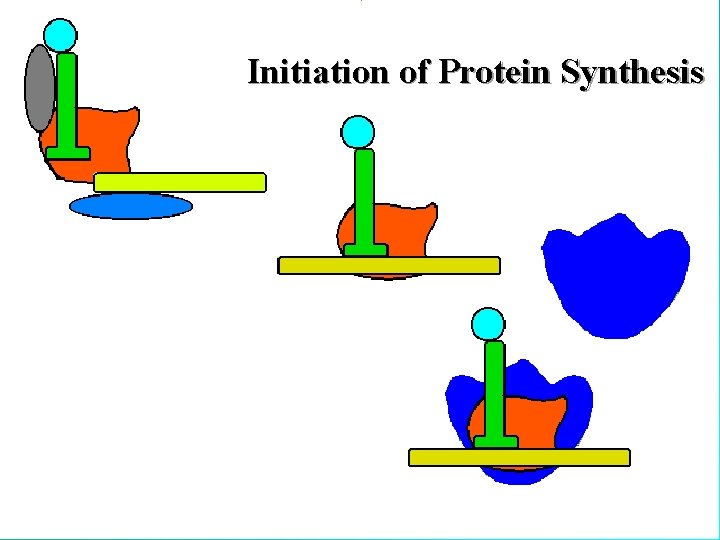 Initiation of Protein Synthesis 22 Initiation of Protein Synthesis 22