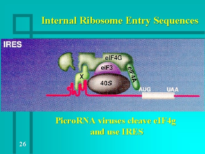 Internal Ribosome Entry Sequences Picro. RNA viruses cleave e. IF 4 g and use Internal Ribosome Entry Sequences Picro. RNA viruses cleave e. IF 4 g and use