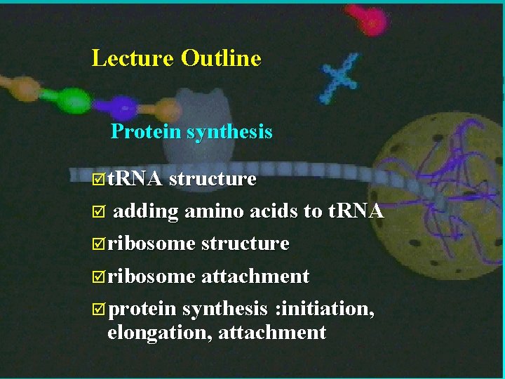 Lecture Outline Protein synthesis þt. RNA structure adding amino acids to t. RNA þribosome Lecture Outline Protein synthesis þt. RNA structure adding amino acids to t. RNA þribosome