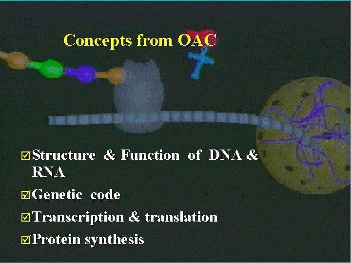 Concepts from OAC þStructure & Function of DNA & RNA þGenetic code þTranscription & Concepts from OAC þStructure & Function of DNA & RNA þGenetic code þTranscription &