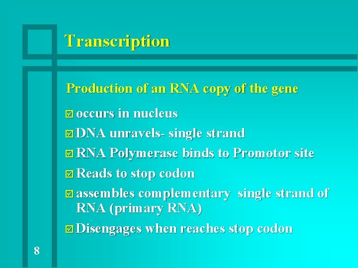 Transcription Production of an RNA copy of the gene þ occurs in nucleus þ Transcription Production of an RNA copy of the gene þ occurs in nucleus þ