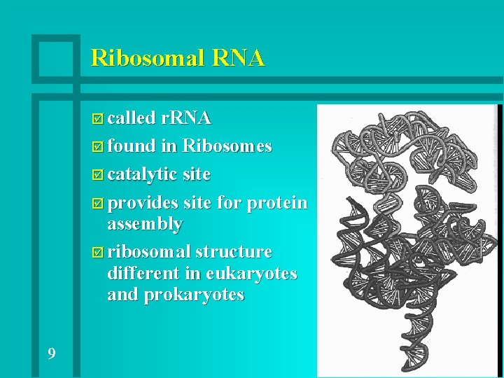 Ribosomal RNA þ called r. RNA þ found in Ribosomes þ catalytic site þ Ribosomal RNA þ called r. RNA þ found in Ribosomes þ catalytic site þ