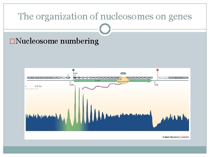 The organization of nucleosomes on genes �Nucleosome numbering 
