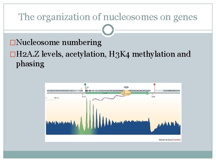 The organization of nucleosomes on genes �Nucleosome numbering �H 2 A. Z levels, acetylation,