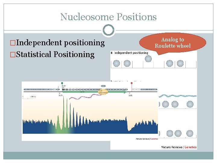 Nucleosome Positions �Independent positioning �Statistical Positioning Analog to Roulette wheel 