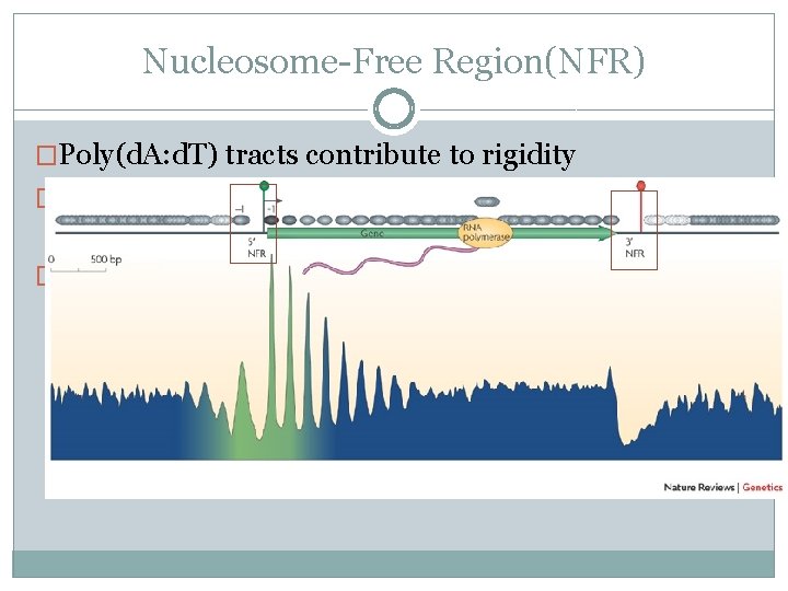 Nucleosome-Free Region(NFR) �Poly(d. A: d. T) tracts contribute to rigidity �We thought promoter regions