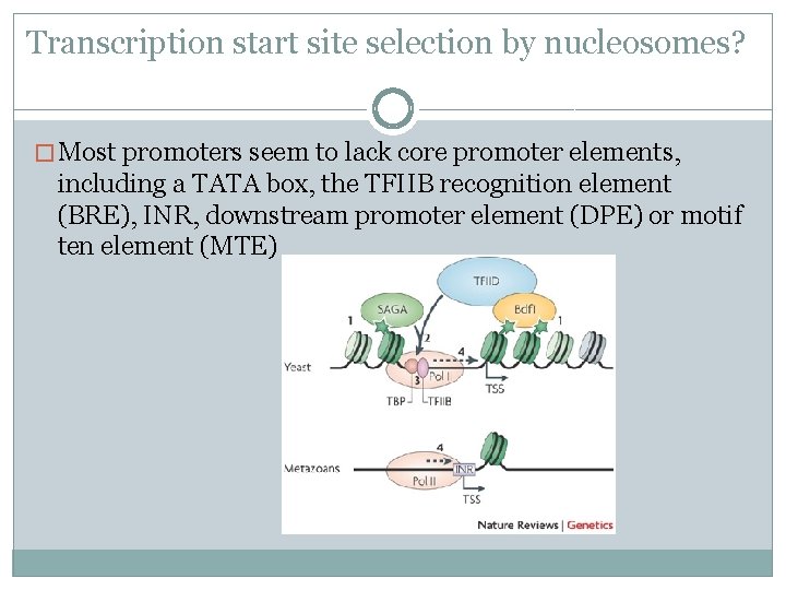 Transcription start site selection by nucleosomes? � Most promoters seem to lack core promoter